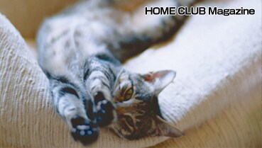 �u�����X�^�C���v�̏ڍׂ͂�����
