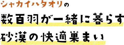 シャカイハタオリの数百羽が一緒に暮らす砂漠の快適巣まい