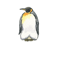 ペンギン