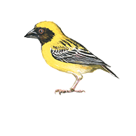 キムネコウヨウジャク