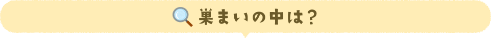 巣まいの中は?