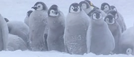 南極Xミサワホーム