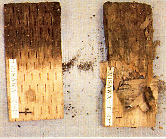 土壌埋没による耐久性比較試験 左：インサイジング加工木材／右：未処理の木材