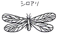 VA