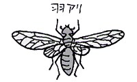 羽アリ