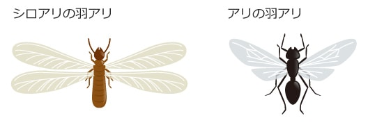  シロアリの羽アリ　アリの羽アリ