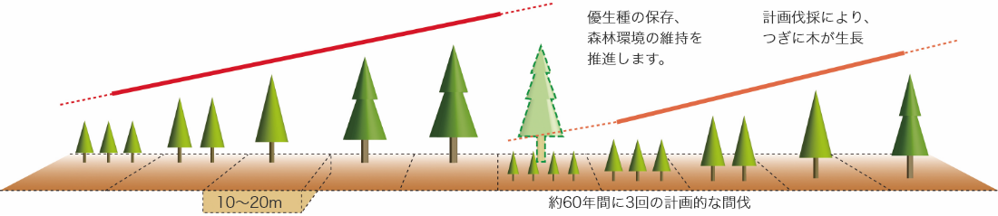 優生種の保存、森林環境の維持を推進します。計画伐採により、つぎに木が生長 約60年間に3回の計画的な間伐
