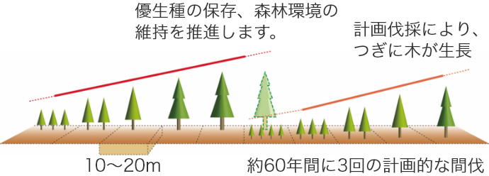 優生種の保存、森林環境の維持を推進します。計画伐採により、つぎに木が生長 約60年間に3回の計画的な間伐
